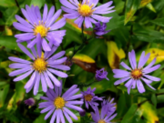 Aster, Smooth Blue