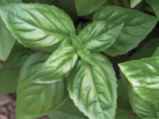 Basil, Genovese [OUT OF STOCK]