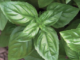 Basil, Genovese [OUT OF STOCK]